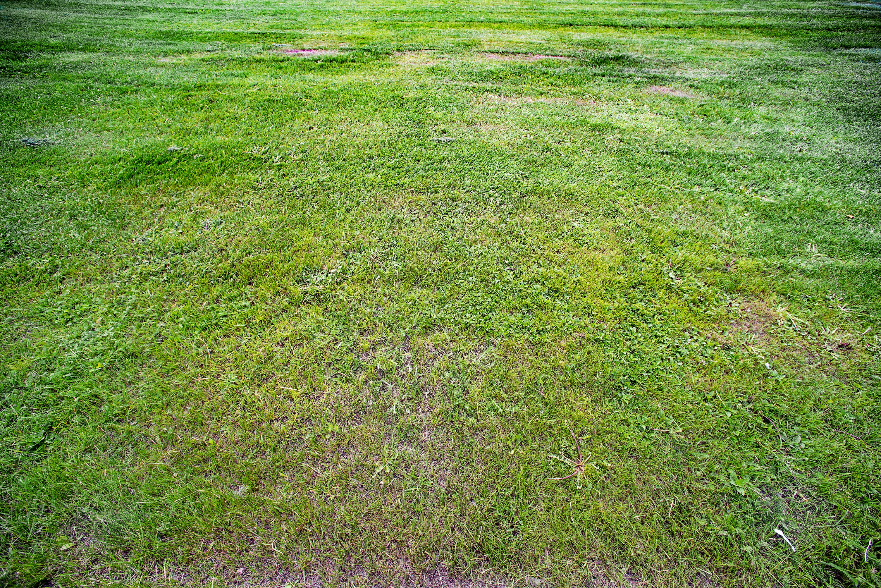 Brzydki trawnik wymagający mulczowania-min.jpg
